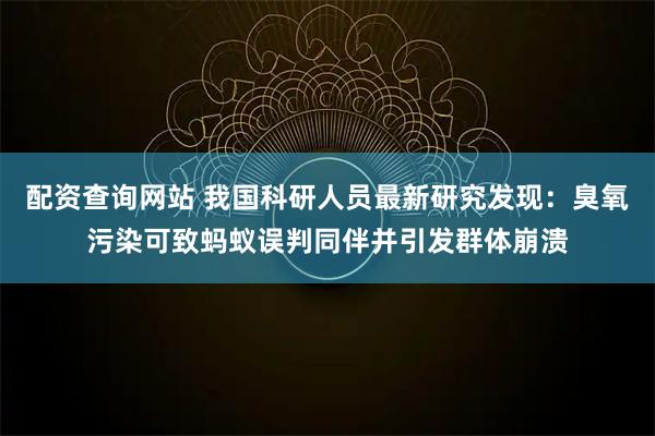 配资查询网站 我国科研人员最新研究发现：臭氧污染可致蚂蚁误判同伴并引发群体崩溃